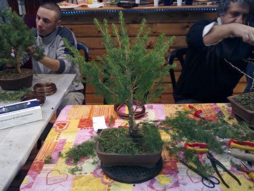 Bonsai Picea del curso. - jairocdm
