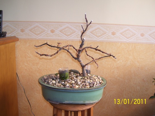 Bonsai Manzano semilla del 2007    Enero del 2011 - SARRUT