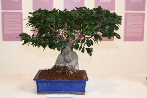 Bonsai Ficus Retusa de Johanna Rojas - torrevejense