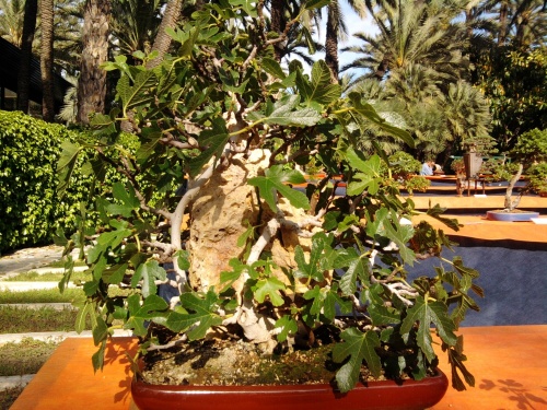 Bonsai Ficus Carica del Club Bonsai Novelda - ilicitano