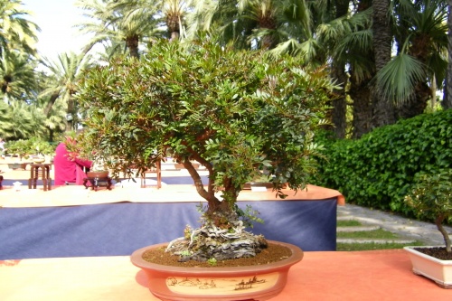 Bonsai Pistacia Lentiscus de Juan Saez Sansano - ilicitano