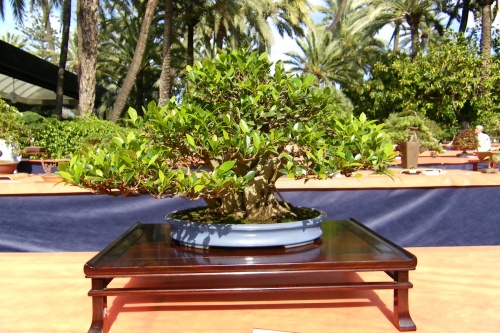 Bonsai Ficus Retusa de Jaume Canals - ilicitano