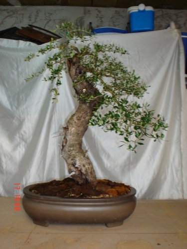 Bonsai ya en su maceta de bonsai -  xavoly