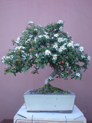 Cotoneaster-3