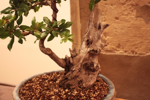 Bonsai Granado, detalle del tronco - Acia Bonsai