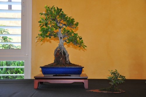 Bonsai Ficus retusa "Var. brevifolia" - josegoderi