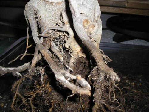 Bonsai Trasplante Ficus - Kirise