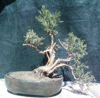 Bonsai juniperus sabina - bonsailuis