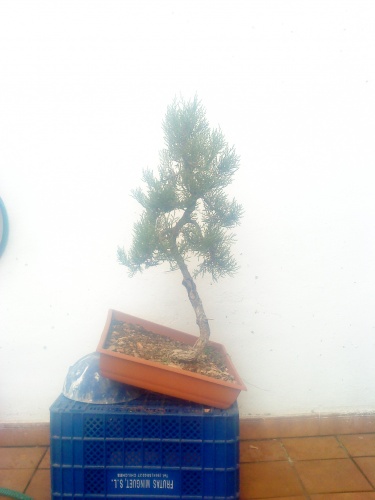 Bonsai Juniperus Sabina - aviguer