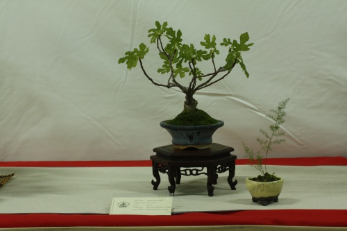 Bonsai Ficus cárica - Cocentaina