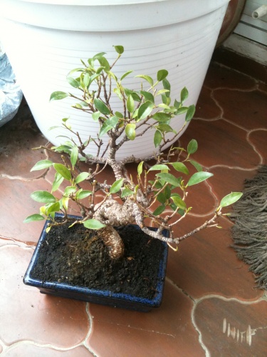 Bonsai Ficus retusa - vfmass