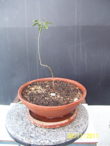 Bonsai almendro semilla del 20101 - SARRUT