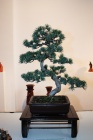 See bonsai